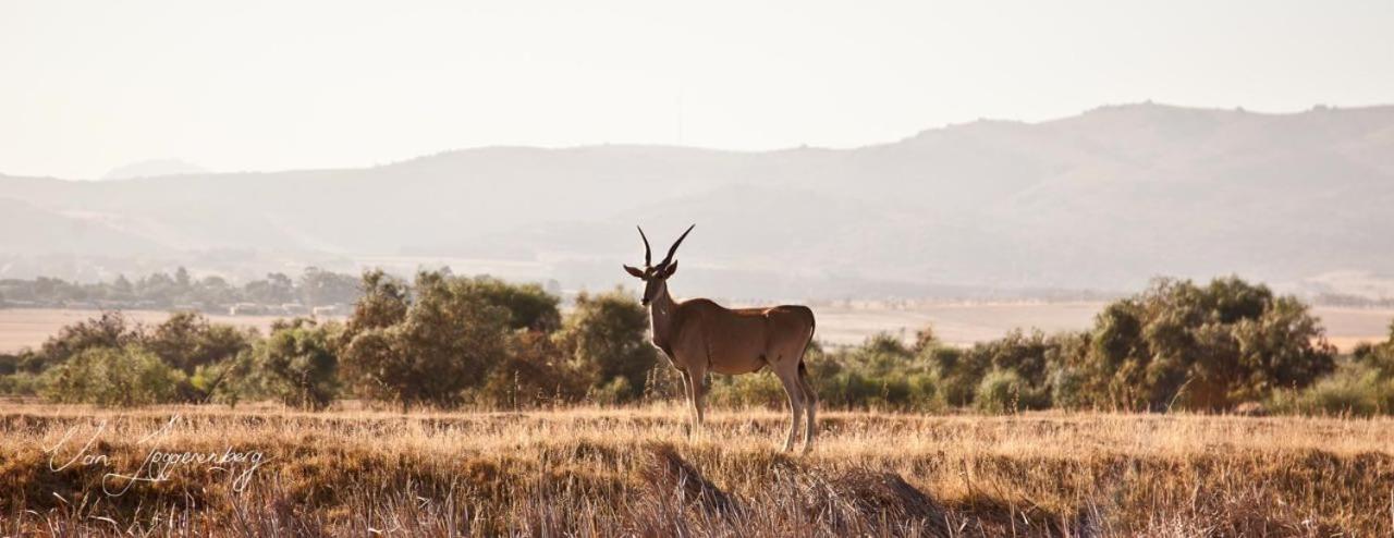Denneboom Vineyards And Wildlife Apartment Paarl Ngoại thất bức ảnh